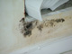 Water and Mold Damage